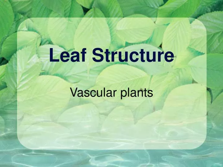 leaf structure