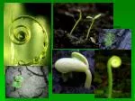 Plant Kingdom - slide 1