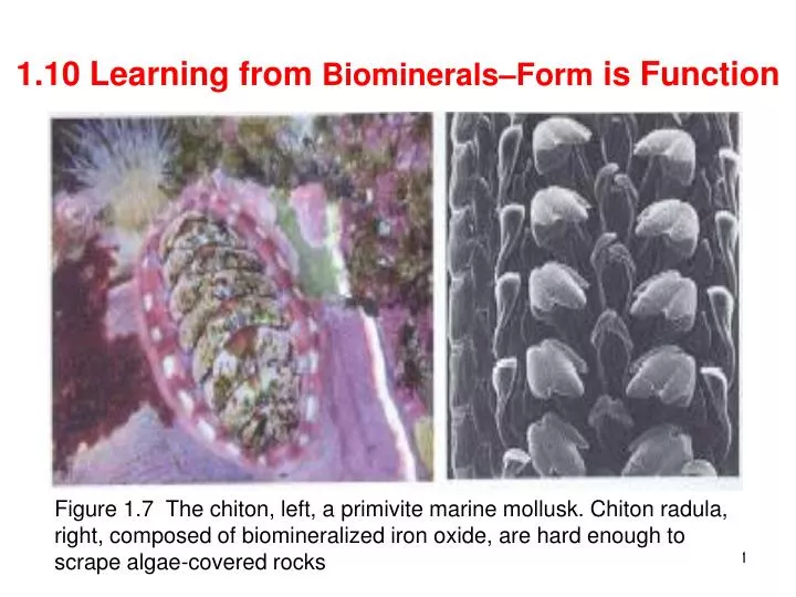 1 10 learning from biominerals form is function