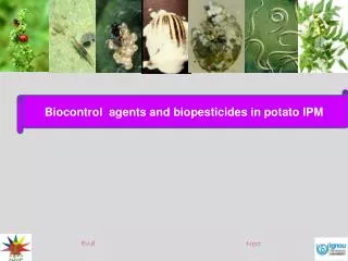 Biocontrol agents and biopesticides in potato IPM
