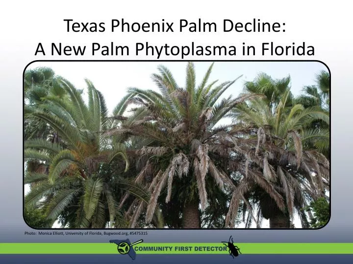 texas phoenix palm decline a new palm phytoplasma in florida a new palm phytoplasma in florida