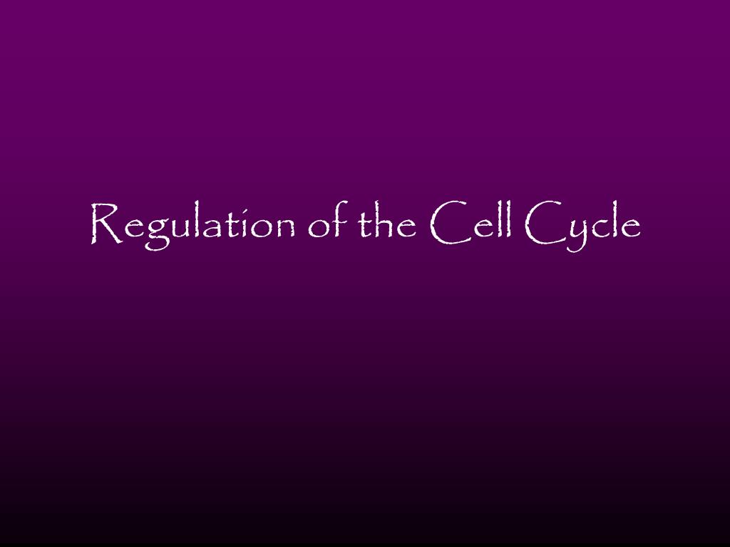 PPT - Regulation of the Cell Cycle PowerPoint Presentation, free ...