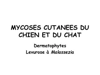 mycoses cutanees du chien et du chat