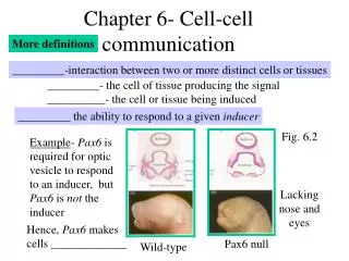Chapter 6- Cell-cell communication