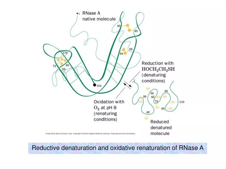 reductive denaturation and oxidative renaturation of rnase a