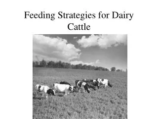 Feeding Strategies for Dairy Cattle