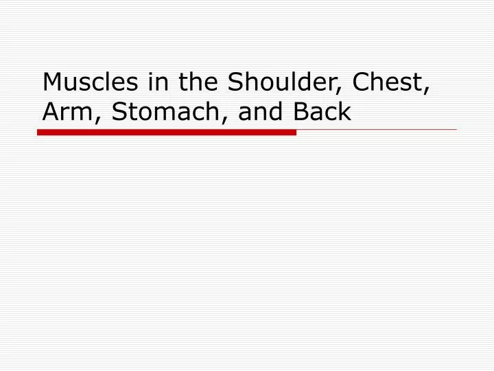 muscles in the shoulder chest arm stomach and back
