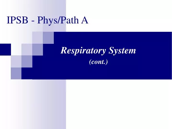 respiratory system cont