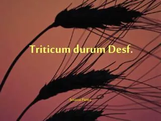 triticum durum desf