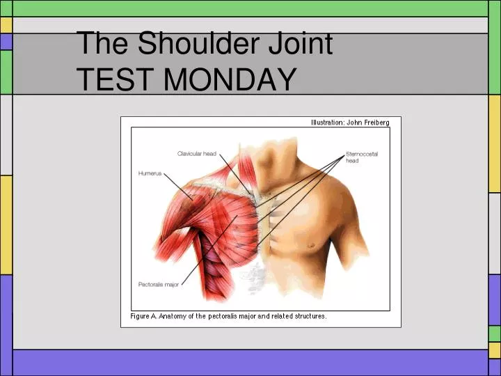 the shoulder joint test monday
