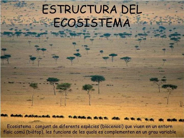 estructura del ecosistema