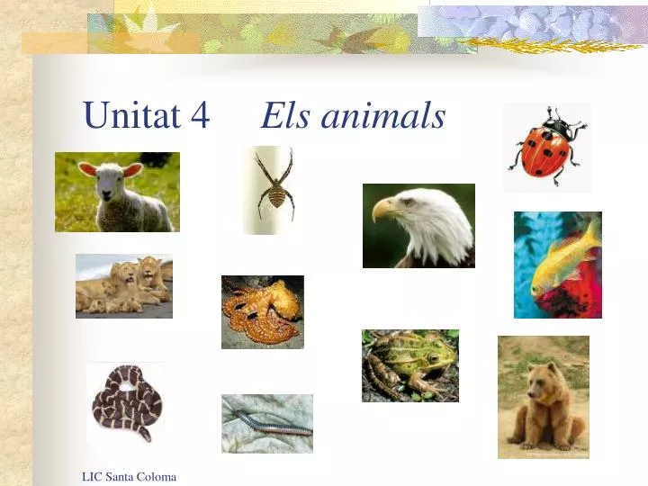 unitat 4 els animals