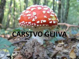 carstvo gljiva