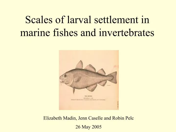 scales of larval settlement in marine fishes and invertebrates
