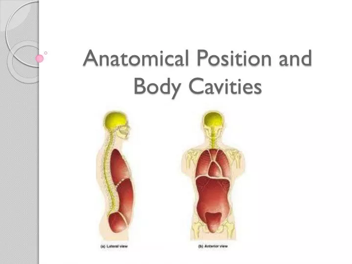 anatomical position and body cavities