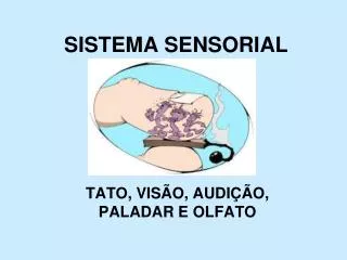 sistema sensorial