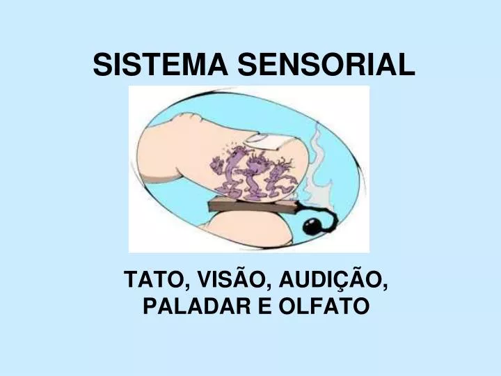 sistema sensorial
