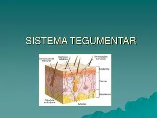 sistema tegumentar