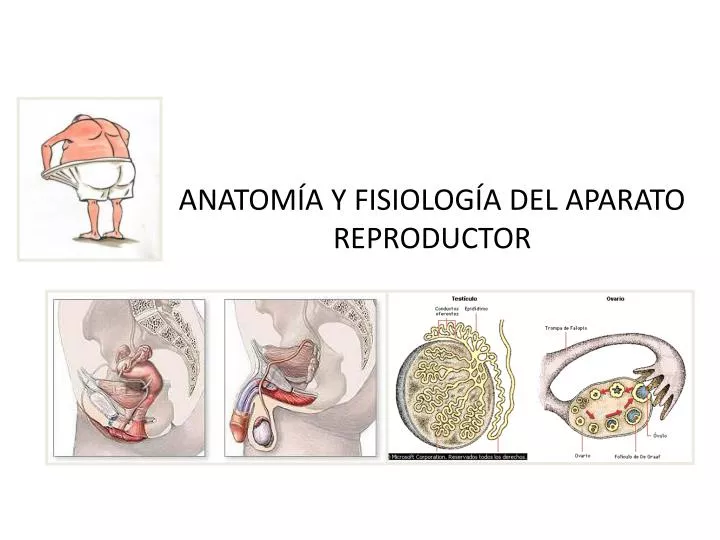 anatom a y fisiolog a del aparato reproductor
