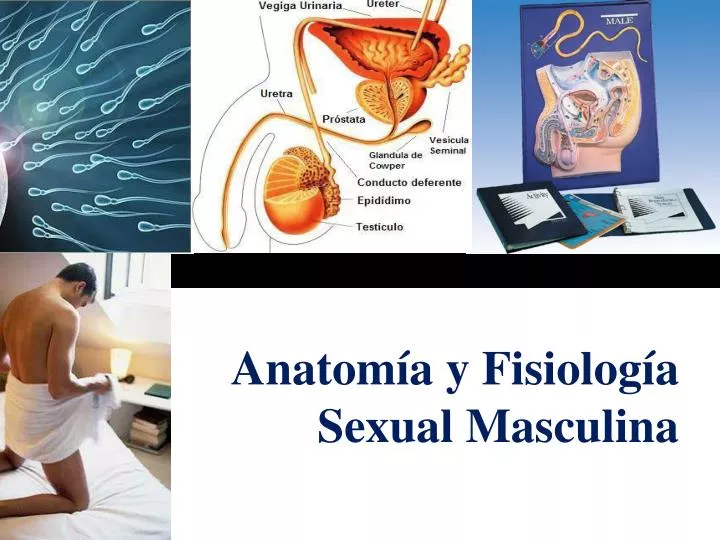 anatom a y fisiolog a sexual masculina