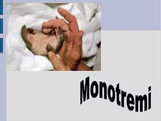 Monotremi