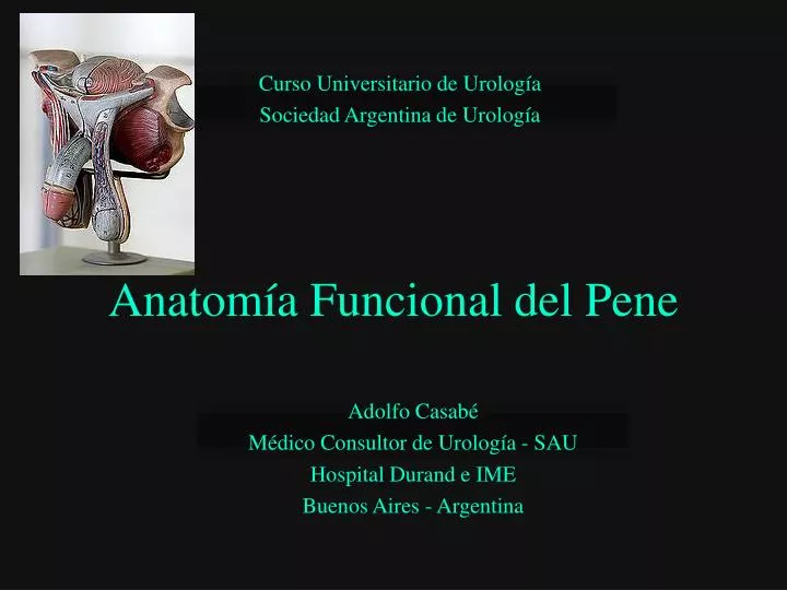 anatom a funcional del pene