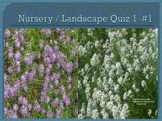 Nursery / Landscape Quiz 1 #1