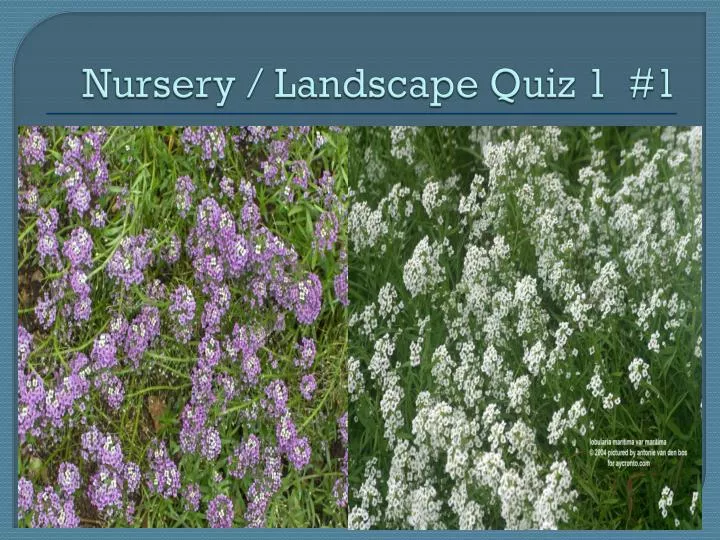 nursery landscape quiz 1 1