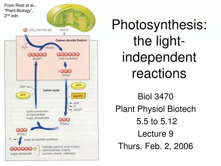 photosynthesis the light independent reactions