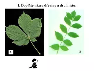 1 dopl te n zev d eviny a druh listu