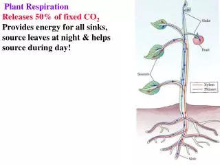 Plant Respiration Releases 50% of fixed CO 2 Provides energy for all sinks,