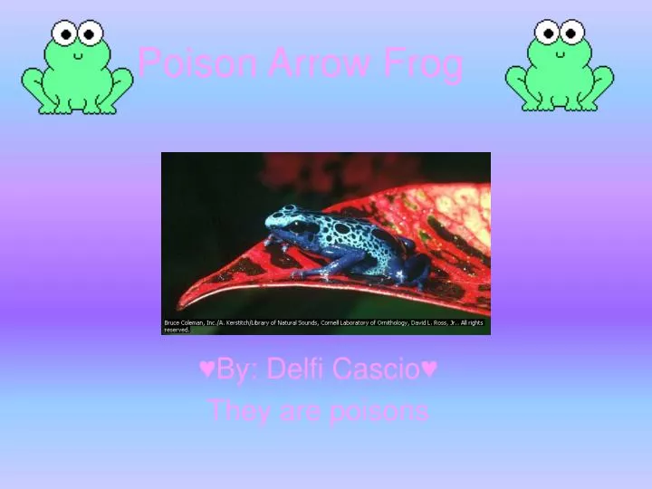 poison arrow frog