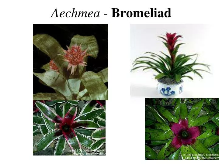 aechmea bromeliad