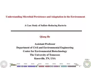 Understanding Microbial Persistence and Adaptation in the Environment