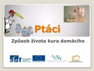 pt ci