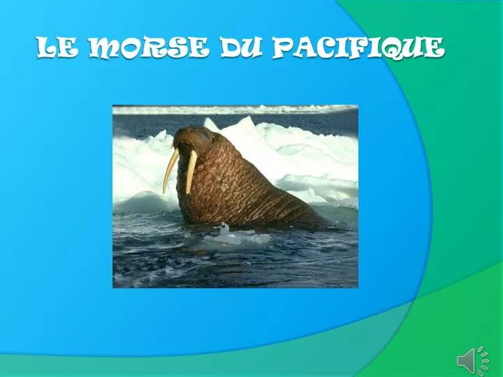 le morse du pacifique