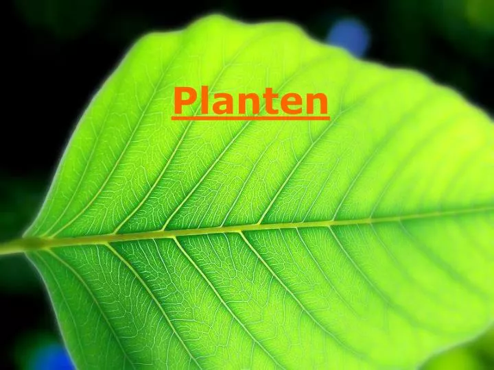 planten