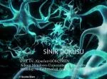 SİNİR DOKUSU - slide 1