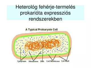 heterol g feh rje termel s prokari ta expresszi s rendszerekben