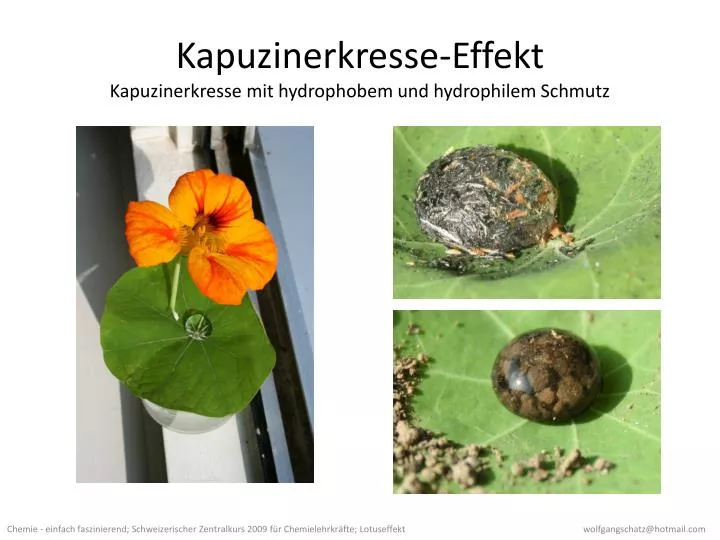 kapuzinerkresse effekt kapuzinerkresse mit hydrophobem und hydrophilem schmutz