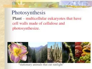 photosynthesis