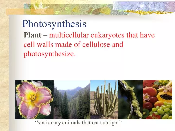 photosynthesis