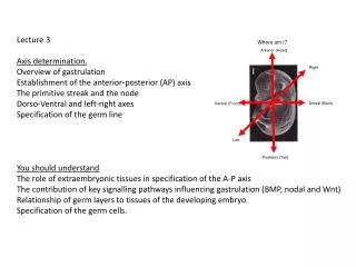 Lecture 3 Axis determination. Overview of gastrulation