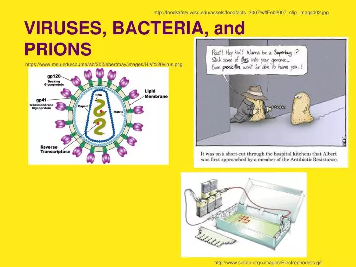viruses bacteria and prions