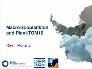 Macro-zooplankton and PlankTOM10
