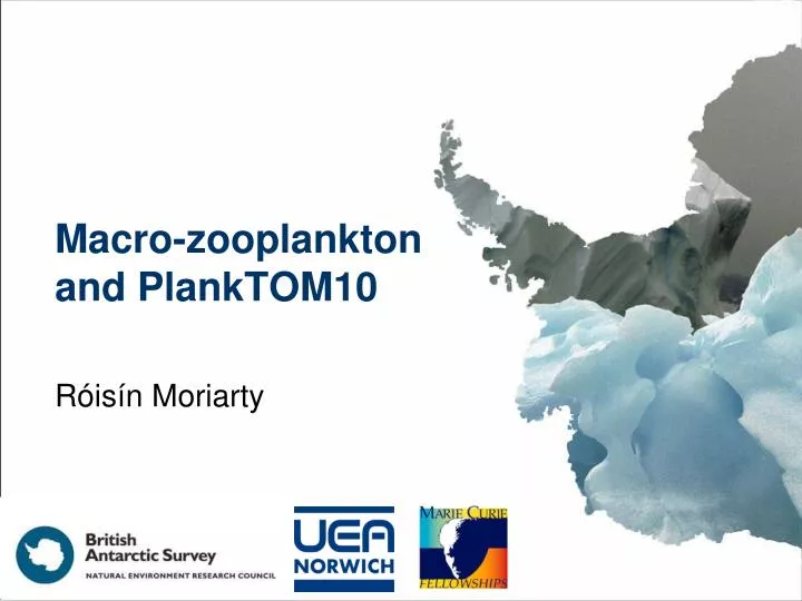 macro zooplankton and planktom10