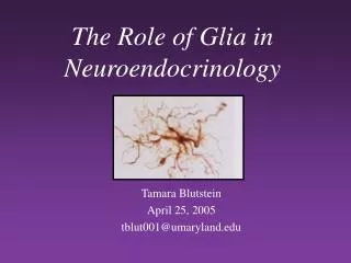 The Role of Glia in Neuroendocrinology