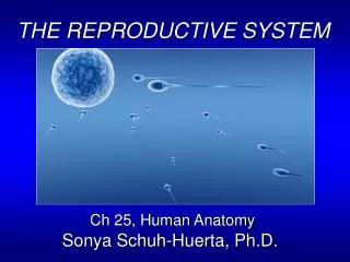 THE REPRODUCTIVE SYSTEM Ch 25, Human Anatomy Sonya Schuh-Huerta, Ph.D.