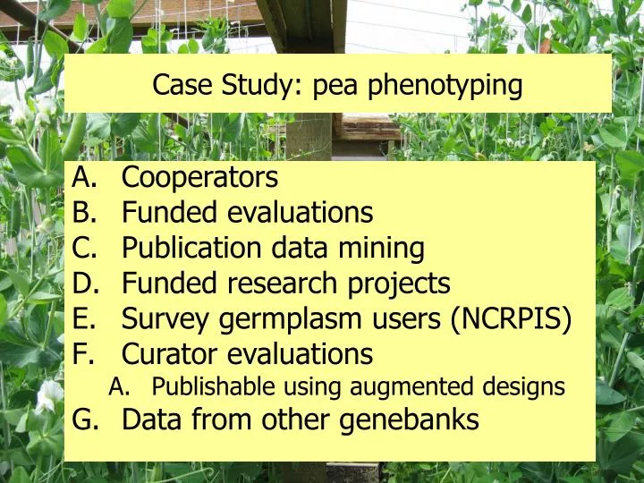 case study pea phenotyping
