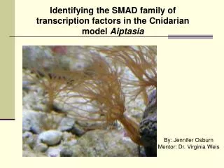 Identifying the SMAD family of transcription factors in the Cnidarian model Aiptasia